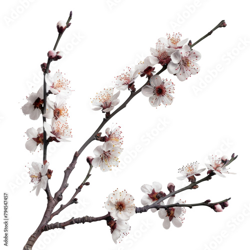 Capture a stunning studio shot of apricot blossom branches isolated against a transparent background