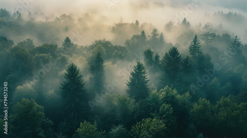 Aerial view of a misty forest at dawn with trees emerging from behind the mist, creating a mystical and serene natural scene