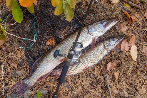 Freshwater pike fish. Big freshwater pike fish lies on keep net with fishery catch in it and fishing rod with reel..