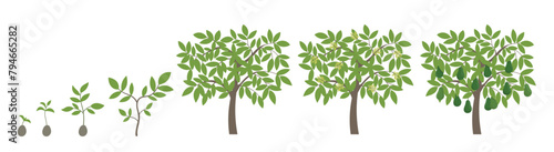 Avocado growth stages. Alligator pear ripening period progression. Life cycle animation plant seedling. Vector illustration.