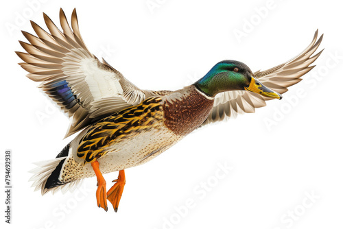 A mallard duck captured mid-flight
