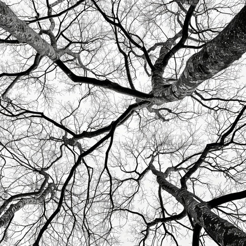 The image is a close up of tree branches with a black and white color scheme