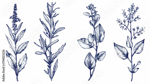 Set of Four herbs. Collection hand drawn medical bota