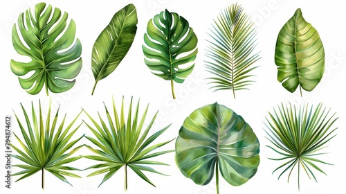set of watercolor palm leaves on a white background.
