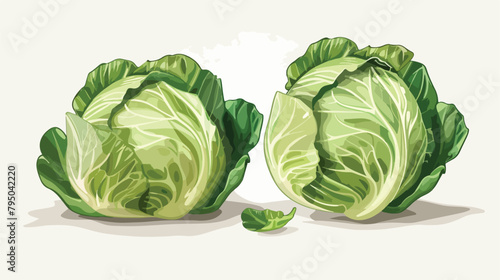 Fresh savoy cabbages on white background Vector illustration