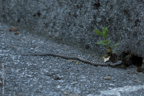 inquadratura particolare con vista in primo piano di una vipera cornuta color grigio e striature nere nel nord-est Italia, che striscia lungo il bordo di un muro di cemento