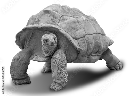tortue géante de Rodrigues 