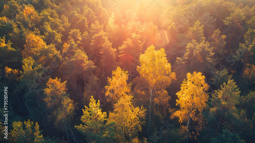 Yellow autumn trees in a forest at sunset. Aerial drone
