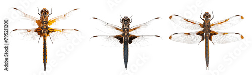 Three different types of dragonflies are shown in a row Set of png elements.