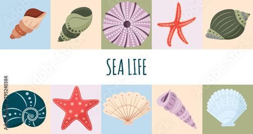 Trendy geometric background with seashells. Beautiful Rapana seashells, Starfish, round shell of urchin. Marine life, ocean mollusks
