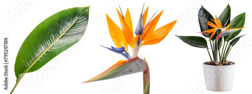 bird of paradise flower, leaf, white pot, Strelitzia, Tropical Plant, Houseplant, Beautiful Garden Plants