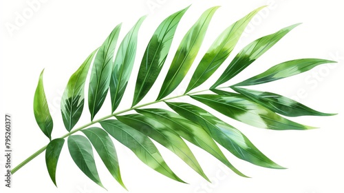 watercolor palm leaves on a white background.