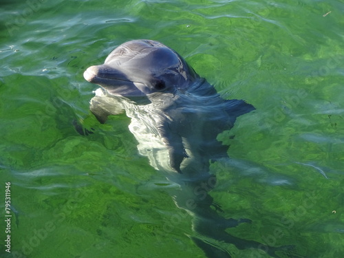 Delfin im Wasser