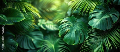 close up of tropical green leaves for background