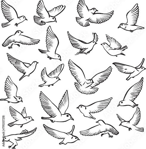 set colombe