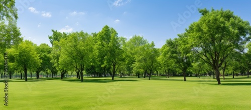 A serene park scene with lush trees and green grass