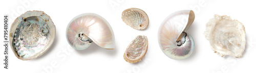 mother-of-pearl: pearly nautilus pompilius, shiny abalone and oyster shells isolated over a transparent background, cut-out ocean, summer, beach, vacation, scuba diving, or lifestyle design elements 