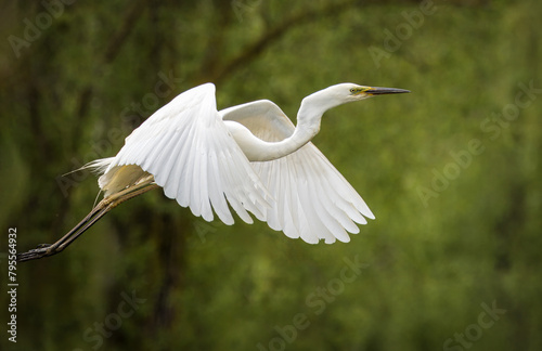 A Great egret flies perpendicular to the camera lens. Close-up great egret in flight with green background.