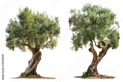 Old Olive Tree isolated on transparent background.