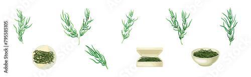 Green Hijiki Seaweed and Algae Plant Vector Set