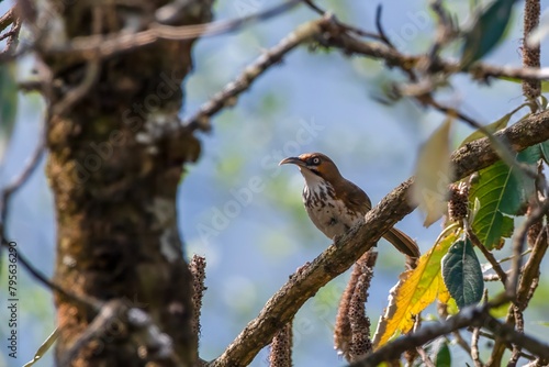 spot-breasted scimitar babbler or Erythrogenys mcclellandi observed in Khonoma in Nagaland, India