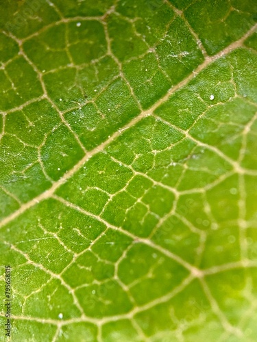 A plant leaf under a microscope, extreme close-up photo