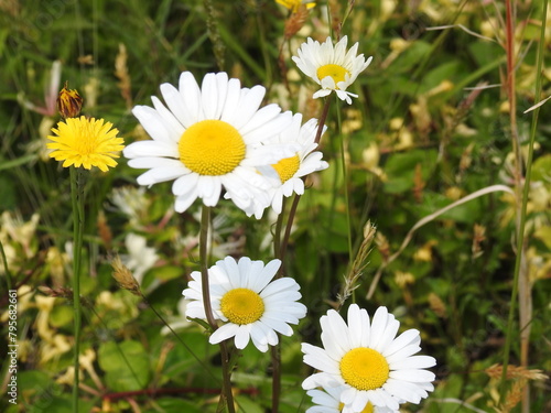 Wildflowers bloomed, oxeye daisies and a common dandelion. Bombay hook National Wildlife Refuge, Kent County, Delaware. 