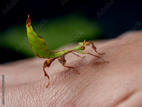liściec zielony liść na ludzkiej skórze na ręce