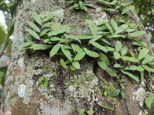 Parasites ,bendalu ,benalu or mendalu are plants that ride on other plants and suck food from the plants they host includes obligate parasitic plants that live and grow on tree trunks of other plants