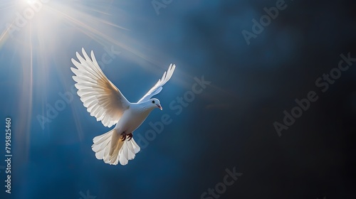 White dove flying in sunlight against dark blue sky. 
