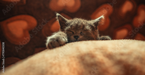 Sleeping kitten. Small grey cat sleeps with its head on pillow.