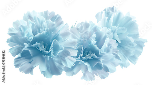  Light blue carnations isolated on white background