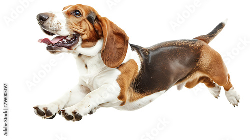  Happy Basset Hound dog running towards the camera isolated on white background