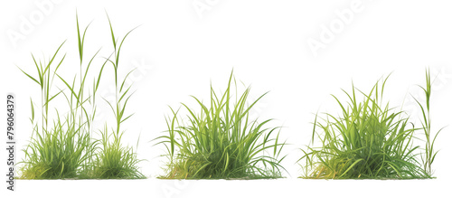 Growth of buffalo grass, a native prairie grass, known for its drought resistance and less frequent mowing needs, isolated on transparent background