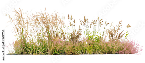 Mixed prairie grass bed featuring tall bluestem and switchgrass, ideal for natural landscaping and erosion control, isolated on transparent background