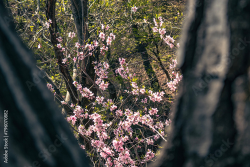 큰 나무 틈으로 보이는 봄날의 분홍 꽃이 핀 나무