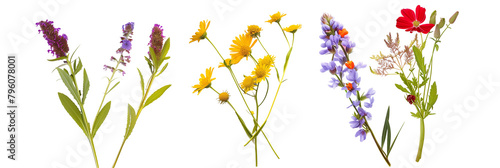 set of roadside wildflower arrangements, combining spontaneous blossoms with native foliage, isolated on transparent background