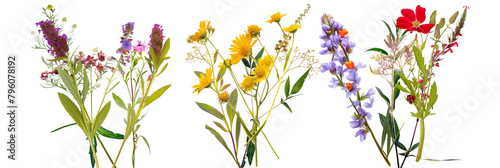 set of roadside wildflower arrangements, combining spontaneous blossoms with native foliage, isolated on transparent background