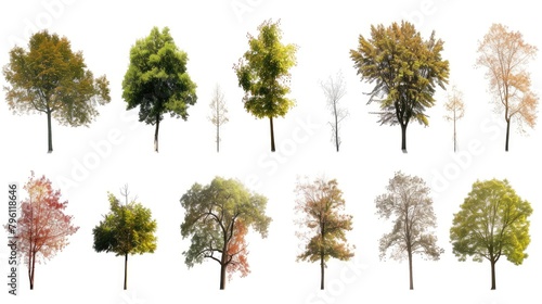 Trees Through the Seasons on White Background