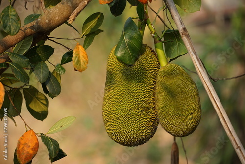 unripe jackfruit tree Young jackfruit on the jackfruit tree