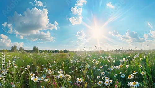 Beautiful summer landscape with a field of wild flowers daisies and a blue sky with sun rays
