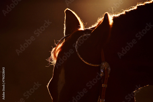 Western horse head silhouette at sunset during training