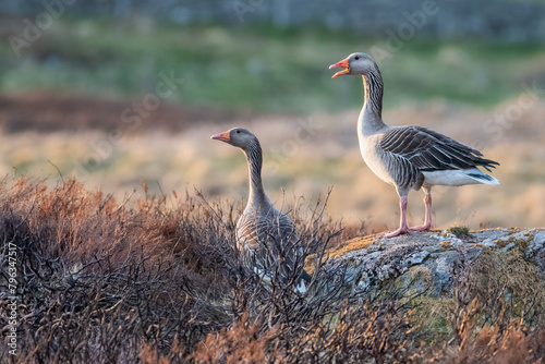Greylag geese (Anser anser) on the moors at sunset, Perthshire, Scotland