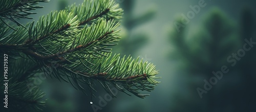 Pine tree branch raindrop macro