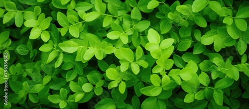Green foliage close up