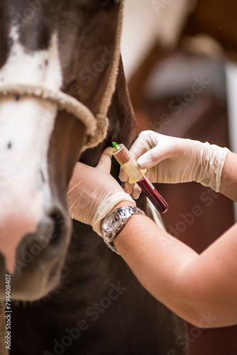 Vet doing blood test on a horse