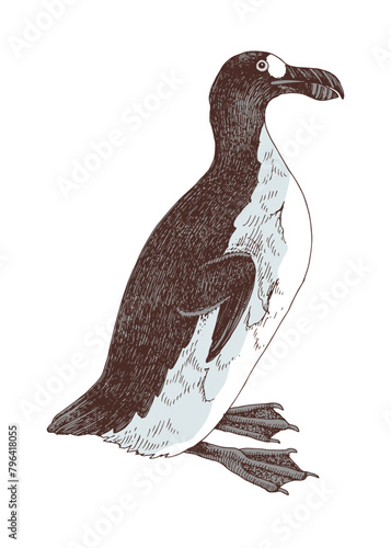 Great auk extinct flightless bird