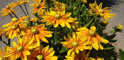 Yellow rudbeckia hirta flowers blooming along the road on the asphalt background. Panorama.
