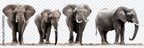 Four African elephants in a row, isolated on a transparent background, showcasing different poses and sizes.