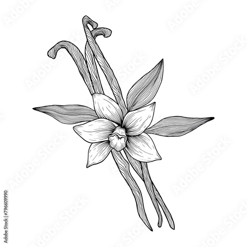 Vanilla flower with pods and leaves. Hand drawn vanilla orchid. Line art illustration of vanilla. Vanilla on isolated background